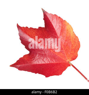 Wilder Wein, Parthenocissus Quinquefolia, Im Herbst, Stockfoto