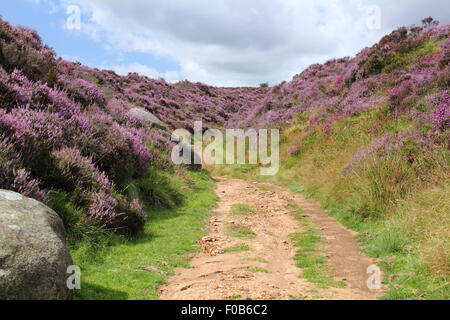 Ein Pfad schneidet durch eine Schlucht im Heidekraut Moorland im Peak District National Park, Derbyshire, England UK Stockfoto