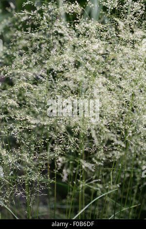 Masses of tiny flowers of Deschampsia cespitosa, tufted hair grass, create a haze or froth in summer Stockfoto
