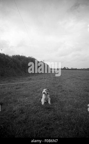 Ein Wire Haired Fox Terrier Hund im Feld. Stockfoto