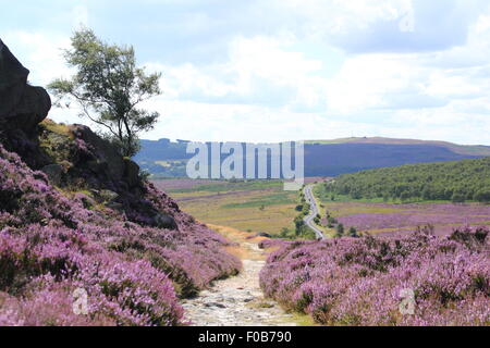 Blühende Heide auf Burbage Rand in der Nähe von Sheffield im Peak District National Park, England UK Stockfoto