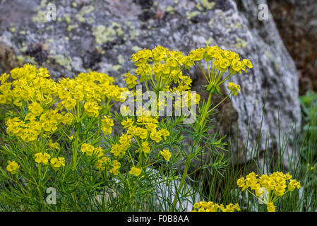 Zypressen-Wolfsmilch (Euphorbia Cyparissias) in Blüte Stockfoto