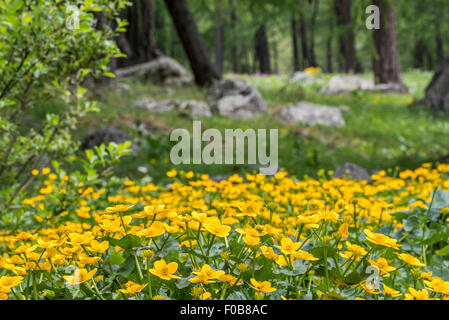 Marsh-Marigold / Sumpfdotterblumen (Caltha Palustris) blüht im Wald Stockfoto