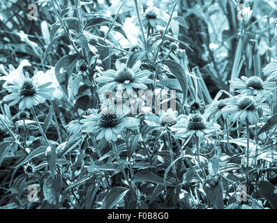 Floral Cyanotypie verarbeitet Foto von Sonnenhut Echinacea Blüten im Sommergarten. Stockfoto