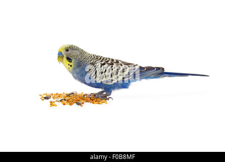 Ein Budgie isst auf weißem Hintergrund Stockfoto