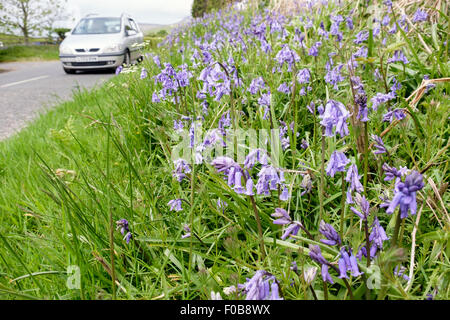 Am Straßenrand Grünstreifen mit Glockenblumen wachsen neben einer Landstraße. Isle of Arran, North Ayrshire, Inneren Hebriden, Schottland Stockfoto