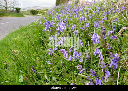 Gras am Straßenrand kurz Hecke mit Glockenblumen wilde Blumen wachsen neben einer Landstraße im Frühjahr/Sommer. Schottland, Großbritannien, Großbritannien Stockfoto