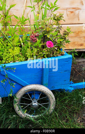 Blumen in einer blauen hölzernen Schubkarre Stockfoto