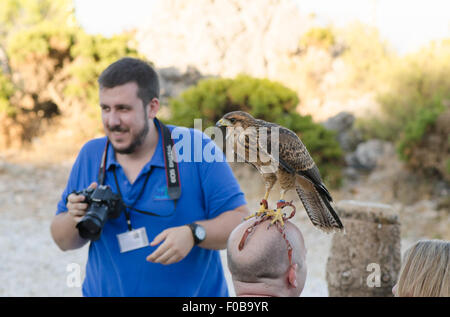 Juvenile nördlichen Habicht, Accipiter Gentilis, auf Fett Kopf des Mannes bei einer Falknerei-Show in Bergen, Benalmadena, Spanien. Stockfoto