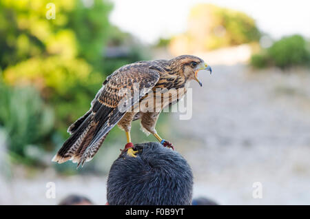 Juvenile nördlichen Habicht, Accipiter Gentilis, ruht auf den Kopf des Mannes bei einer Falknerei-Show in Bergen, Benalmadena, Spanien. Stockfoto