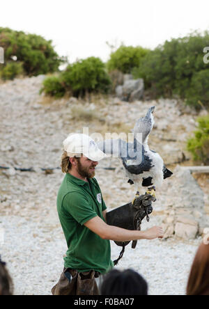 Schwarz-chested Bussard-Adler bei Falknerei-Show in Bergen, Benalmadena, Spanien. Stockfoto