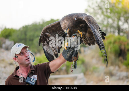 Goldener Adler, Aquila Chrysaetos, Falknerei-Show in Bergen, Benalmadena, Spanien. Stockfoto