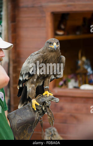 Goldener Adler, Aquila Chrysaetos, Falknerei-Show in Bergen, Benalmadena, Spanien. Stockfoto