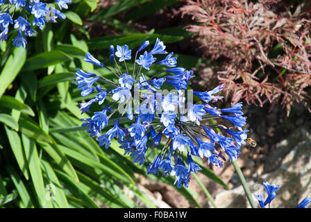 Agapanthus blau Peter Stockfoto