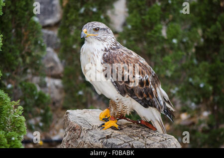 Eisenhaltiger Falke, Buteo Regalis bei Falknerei in Bergen, Benalmadena, Spanien anzeigen Stockfoto