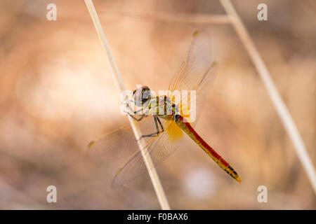Nahaufnahme Makroaufnahme schöne Libelle mit erstaunlichen Farben ruht auf einem Zweig. Eine Libelle ist ein Insekt zum Auftrag gehörenden Stockfoto