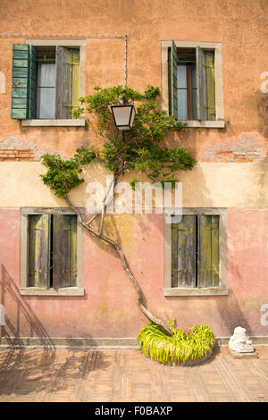 Grün gefärbt Efeu Bäume Schnörkel an der Wand eines alten Hauses mit alten Holzfenster Stockfoto