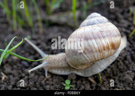 Schnecke kriecht über den Boden mit grünen Rasen Stockfoto