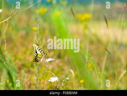 bunte Schmetterling auf Blume Stockfoto