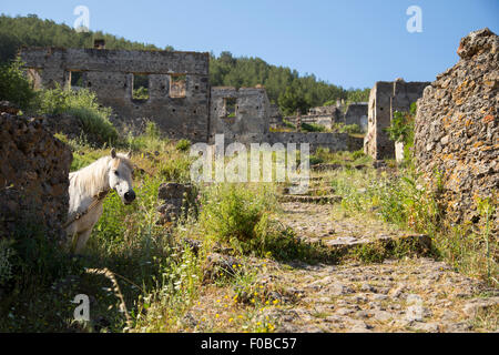 Weißes Pferd Blick in die Kamera in einem Dorf Geisterstadt Kayakoy Ruinen in der Nähe von Fethiye in der Türkei Stockfoto