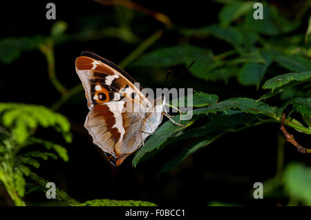 Lila Schmetterling Kaiser (Apatura Iris) einen Blick auf die Underwing ein Männchen ernähren sich von Honigtau in Lady Holz, Northamptonsh Stockfoto