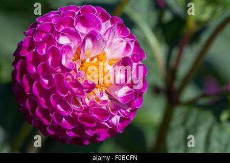 Nahaufnahme Bild von Dahlia Diana Gregory Stockfoto