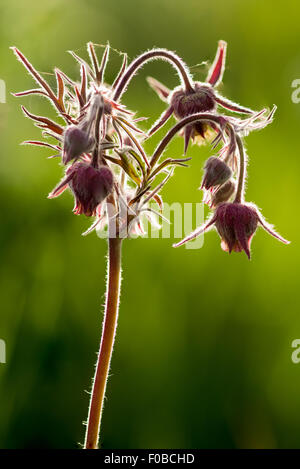 Prairie Rauch Blume Zumwalt Prairie zu bewahren, Oregon. Stockfoto