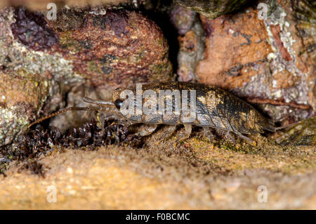 Meer Slater (Ligia Oceanica) Erwachsenen klettern über die Felsen auf der Uferlinie Cyton Bay, North Yorkshire. Juli. Stockfoto