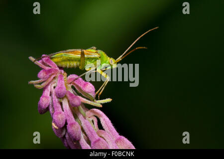 Kartoffel Kapsid Fehler (Closterotomus Norvegicus) Erwachsenen thront auf der Spitze der Blütenstand der Rosebay Weidenröschen (Chamerion angusti Stockfoto