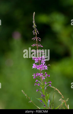 Ein Blütenstand der Rosebay Weidenröschen (Chamerion Angustifolium) wächst im Naturreservat Staveley, North Yorkshire. Juli. Stockfoto