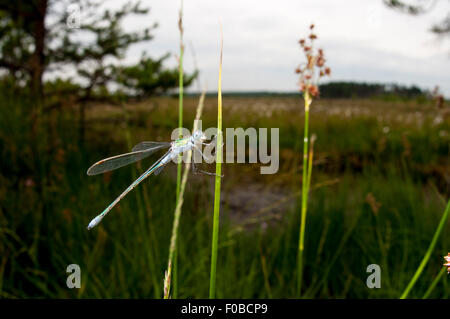 Emerald Damselfly (Lestes Sponsa) Männchen thront auf ein Rohr am Thursley gemeinsame nationale Natur-Reserve, Surrey. Juli. Stockfoto