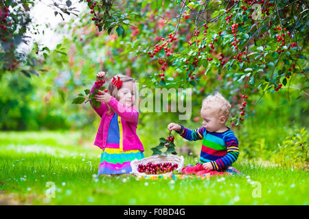 Kinder pflücken Kirschen auf einer Obstplantage. Kinder pflücken Kirschen im Sommer Obstgarten. Kleinkind Kind und Baby Essen frisches Obst aus dem Garten Stockfoto