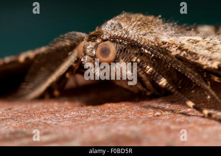 Willow Schönheit (Peribatodes Rhomboidaria) extreme close-up auf dem Gesicht eines Erwachsenen thront auf einem Baumstamm in einem Garten in Sowerby Stockfoto