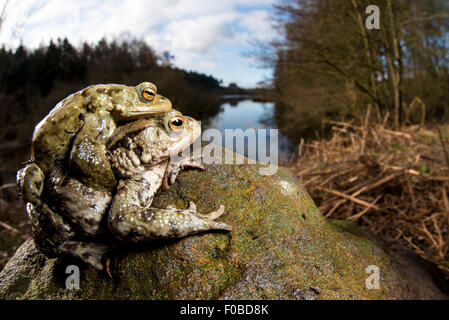 Ein paar gemeinsame Kröten (Bufo Bufo) Blick auf Cod Beck Stausee in der Nähe von Osmotherley in den North York Moors National Park. April. Stockfoto