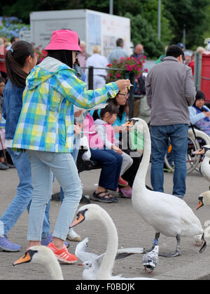 Touristen in Bowness-On-Windermere Fütterung der Schwäne und Vögel Chips am Ende verlieren die meisten ihre Mahlzeit Stockfoto