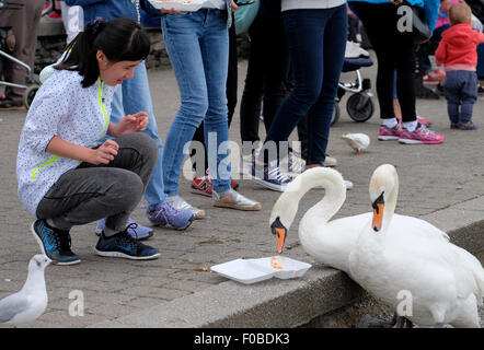 Touristen in Bowness-On-Windermere Fütterung der Schwäne und Vögel Chips am Ende verlieren die meisten ihre Mahlzeit Stockfoto