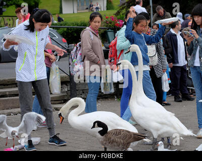 Touristen in Bowness-On-Windermere Fütterung der Schwäne und Vögel Chips am Ende verlieren die meisten ihre Mahlzeit Stockfoto