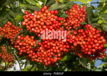 Viburnum - Trauben roten Beeren hängen auf einem Strauch Stockfoto