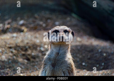 Ein Erdmännchen Gesicht Nahaufnahme Stockfoto
