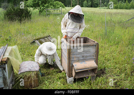 Imker arbeitet mit Bienen und Bienenstöcke auf dem Bienenstand. Stockfoto