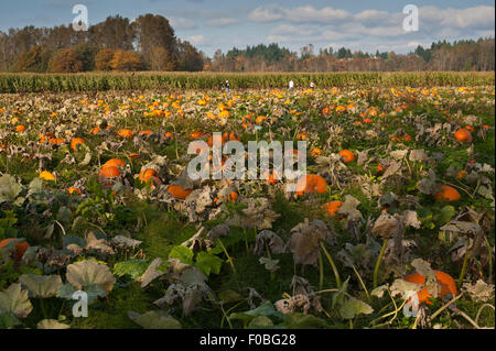 Herbst-Kürbis-Patch mit Familien und Kindern, die sich auf Halloween vorbereiten Stockfoto