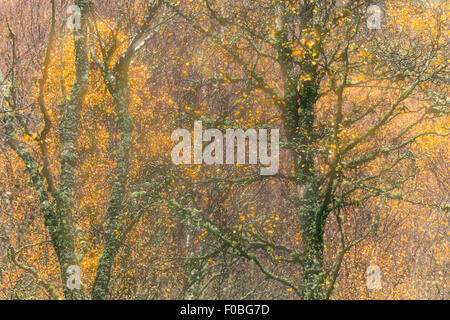 Eindruck von Birke Wald im Herbst mit Mehrfachbelichtungen in der Kamera erstellt Stockfoto