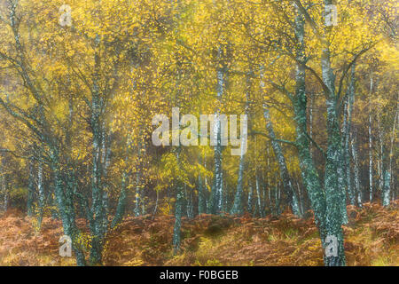 Eindruck von Birke Wald im Herbst mit Mehrfachbelichtungen in der Kamera erstellt Stockfoto