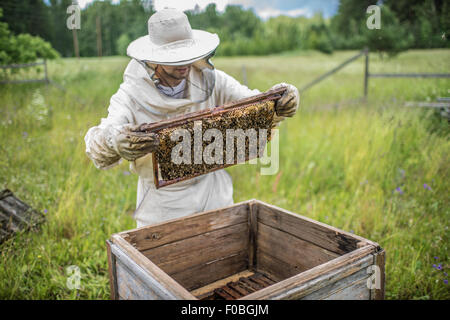 Imker arbeitet mit Bienen und Bienenstöcke auf dem Bienenstand. Stockfoto