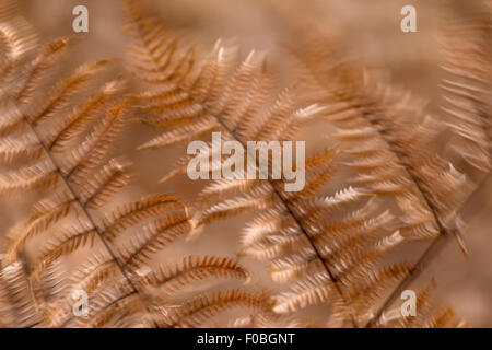 Nahaufnahme der Adlerfarn (Pteridium Aquilinum) im Spätherbst Stockfoto