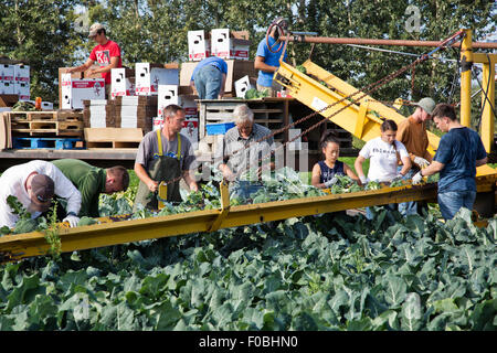 Landwirt mit Crew Ernte Brokkoli Kronen, Verpackung & Kisten stapeln. Stockfoto