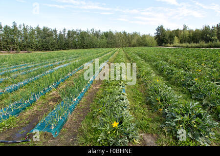 Blühende & Obst produzieren Zucchini & Ailsa Craig weißen Zwiebeln. Stockfoto