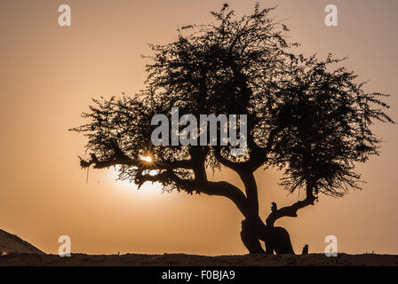 Olive Tree Silhouette in Sahara Wüste, Ägypten Stockfoto