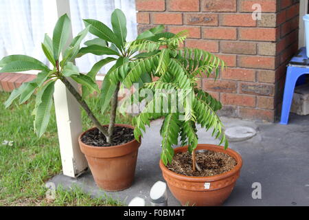 Wachsende Frangipani und Curry Pflanze in einen Topf Stockfoto