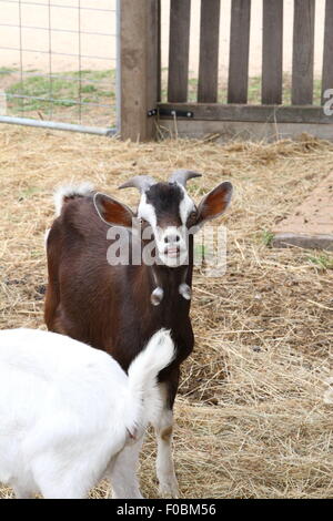 Ziegen auf Bauernhof mit Tieren Stockfoto